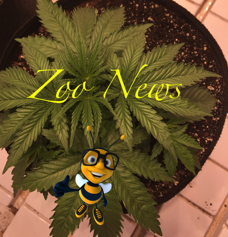 Emerald Zoo Den: Zoo News Graphic. Cannabis news