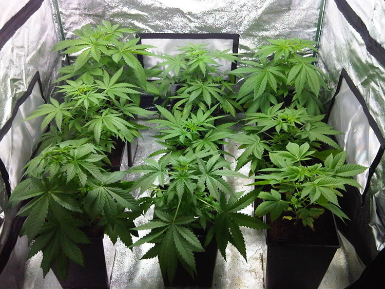 Emerald Zoo Den: Cannabis plants in a small grow tent.