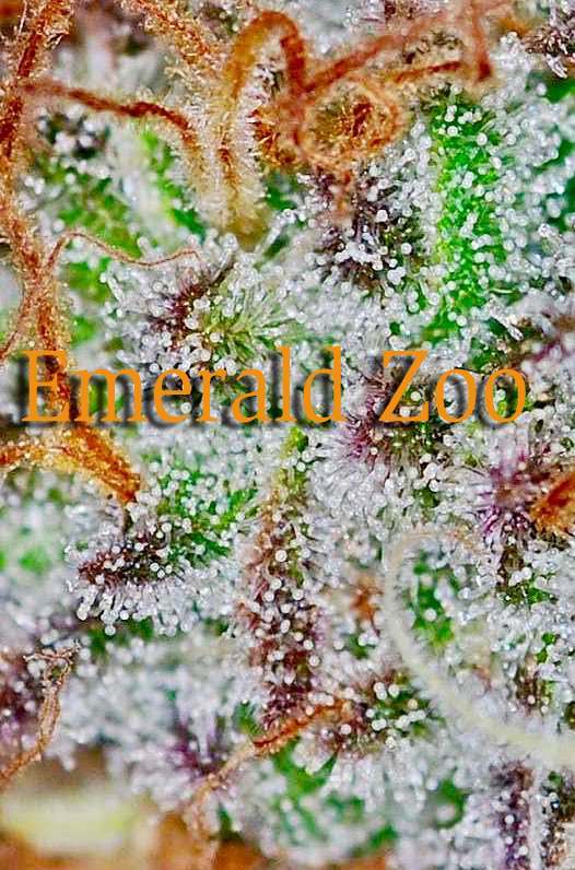 Emerald Zoo Den: Cannabis Flower with tons of trichomes.