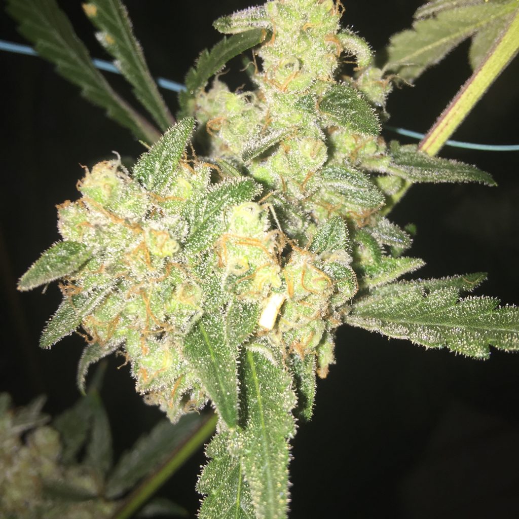 Emerald Zoo Den: Cannabis Sugar Buds. Marijuana in Flower.