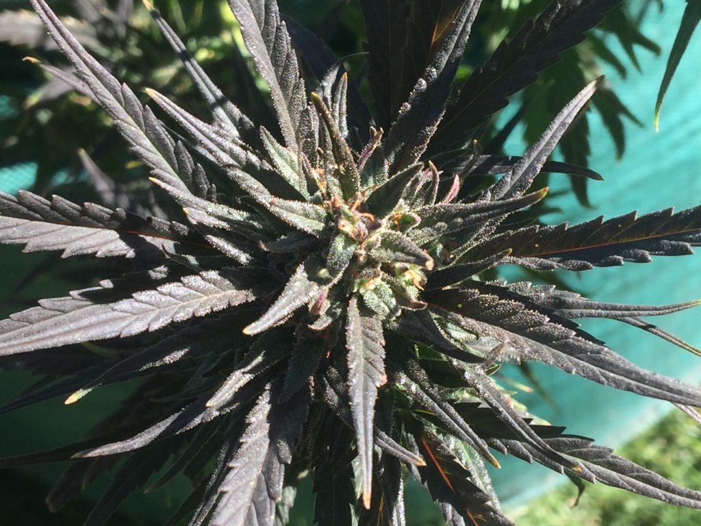 Emerald Zoo Den: Cannabis Sugar Buds. Marijuana in Flower.