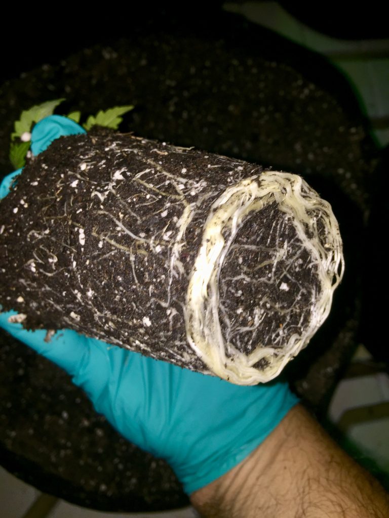 Emerald Zoo Den: Cannabis root developing