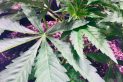 Emerald Zoo Den: Cannabis Young Plant Fan Leaf In Veg