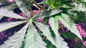 Emerald Zoo Den: Cannabis Young Plant Fan Leaf In Veg