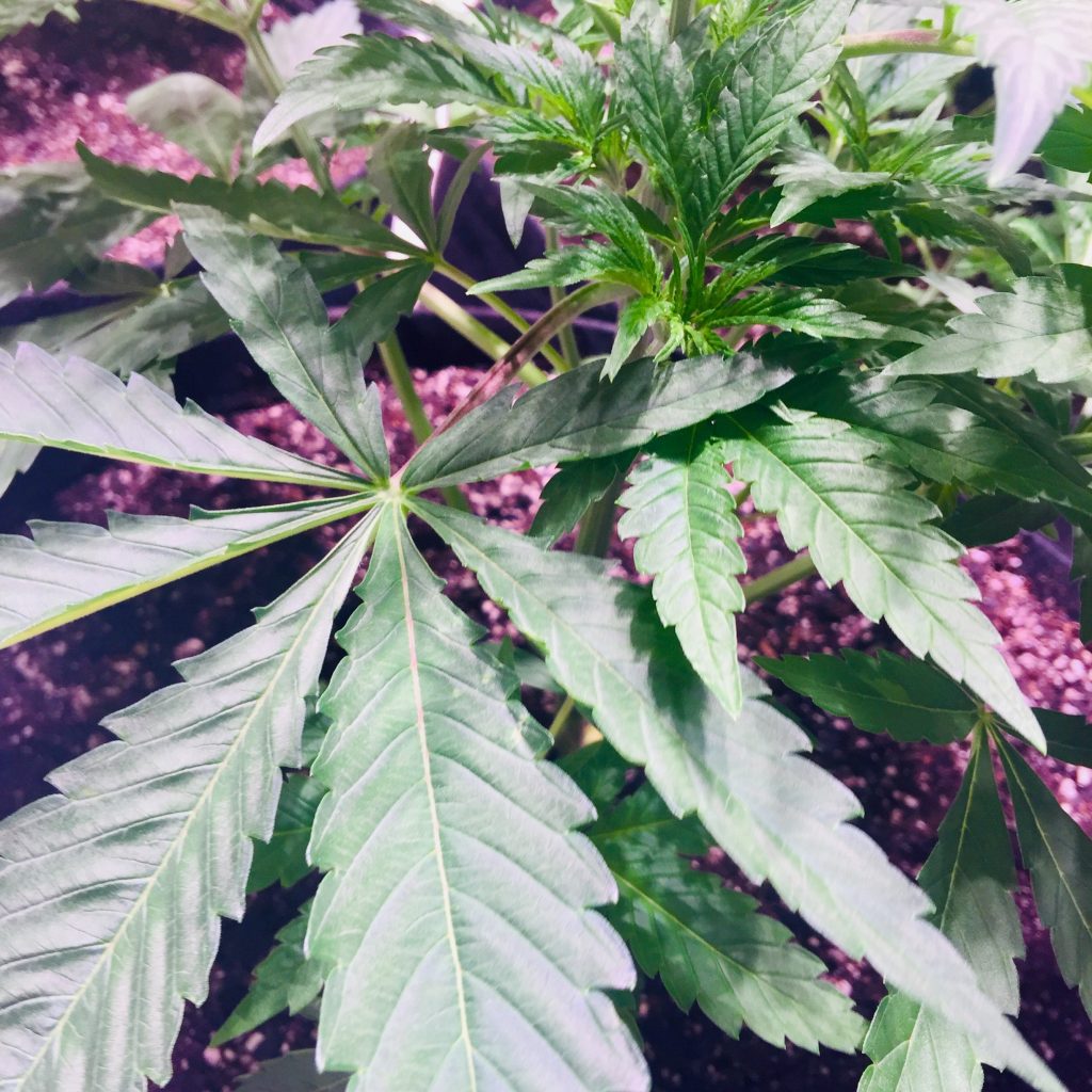 Emerald Zoo Den: Young Cannabis Plant