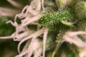 Emerald Zoo Den: Cannabis Sugary Flower
