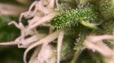 Emerald Zoo Den: Cannabis Sugary Flower