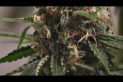 Emerald Zoo: Cannabis Flower Starting to Sugar