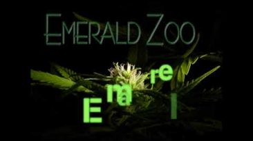 Emerald Zoo: Beans
