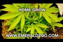 Emerald Zoo: The Grow Setup
