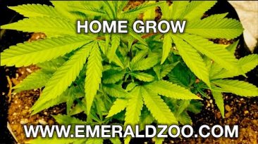 Emerald Zoo: The Grow Setup